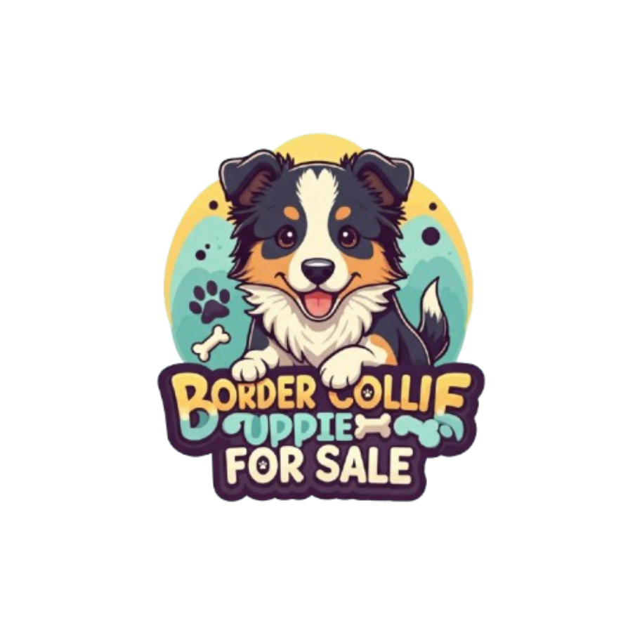 border collie puppies for sale
